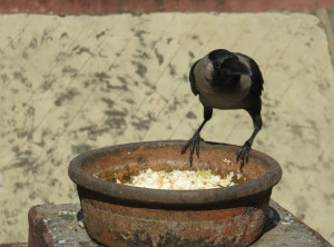 Laxmi Narayan Birla Mandir Laxmi Narayan Birla Mandir
