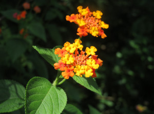 Mehrere Farben in einer Blüte