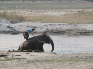Elephant Breeding Center