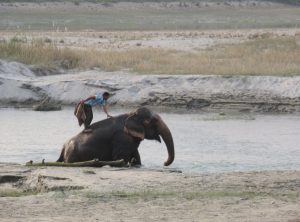 Elephant Breeding Center