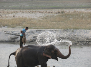 Elephant Breeding Center