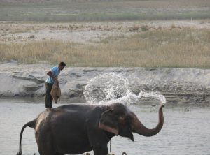 Elephant Breeding Center