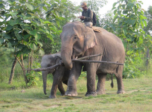 Elephant Breeding Center