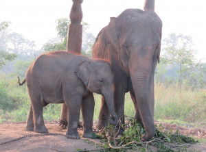 Elephant Breeding Center