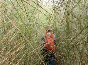 Auf der Suche nach Tigern