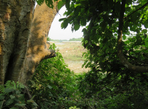 Warten auf den Tiger