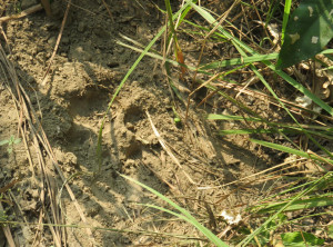 Fußabdruck eines Tigers
