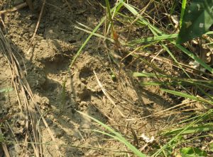 Fußabdruck eines Tigers