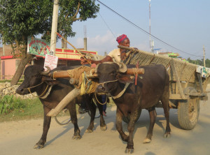 Hier gibt es noch Ochsenkarren