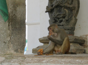 Für Max - Affe am Affentempel Swayambunath