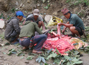 Schlachtfest für das Feiertag Dashain