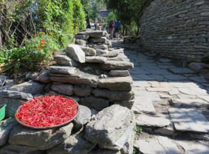 Chillies zum Trocknen