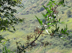 Bergpfeffer (Mountain Pepper)