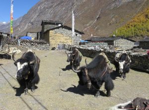Yaks in Nile