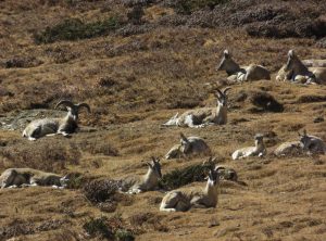 Blue Sheeps (Mountain Goat)