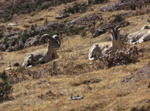 Blue Sheeps (Mountain Goat)